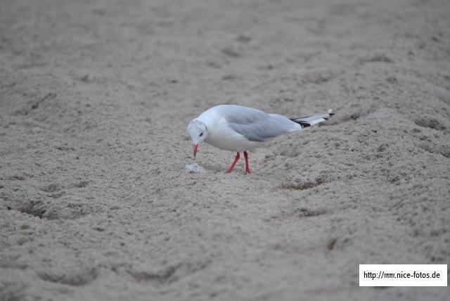  Insel Poel