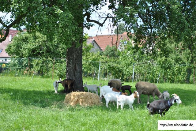 700 Jahre Oberjesingen10