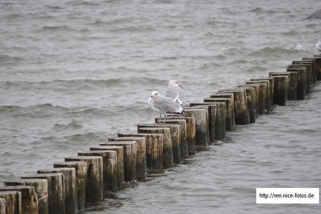  Insel Poel